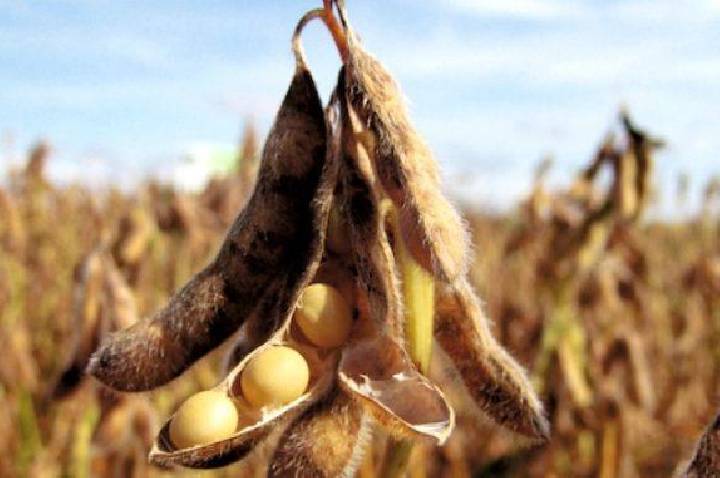 Colheita da soja avança em Mato Grosso e supera ritmo da última safra, aponta Imea