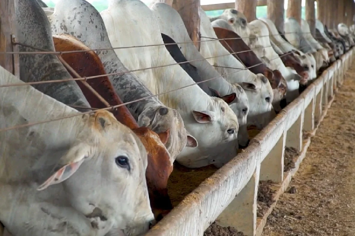 Confinamento bovino em 2025 encerra com margens fortes e resultados positivos para o pecuarista