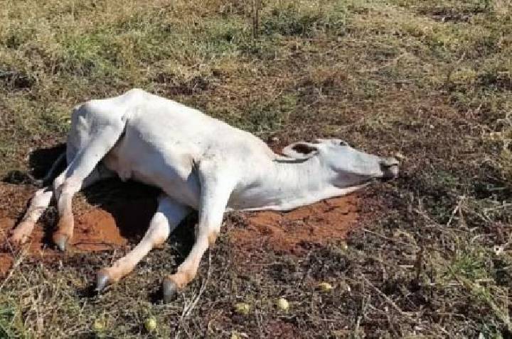 Indea convoca reunião de emergência após casos de raiva em Castanheira