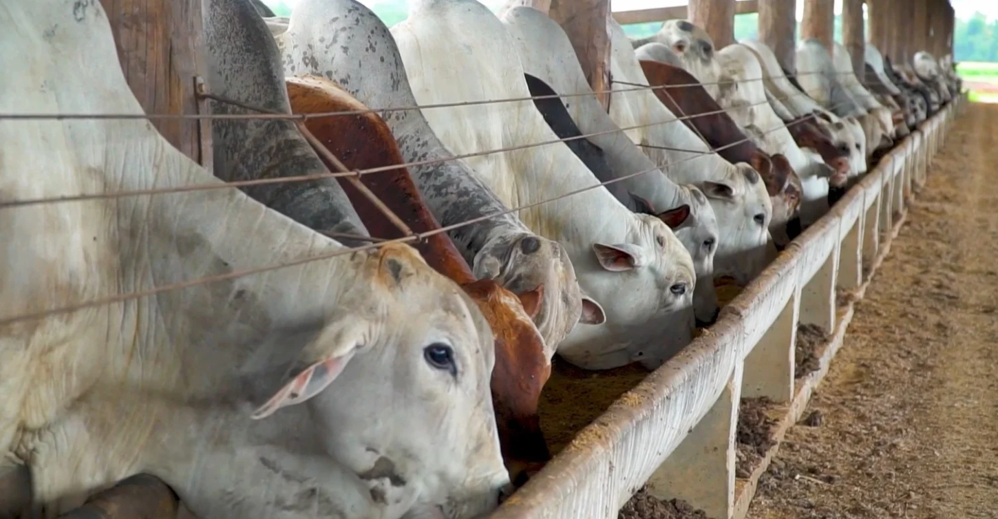 Confinamento bovino em 2025 encerra com margens fortes e resultados positivos para o pecuarista