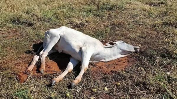 Indea convoca reunião de emergência após casos de raiva em Castanheira