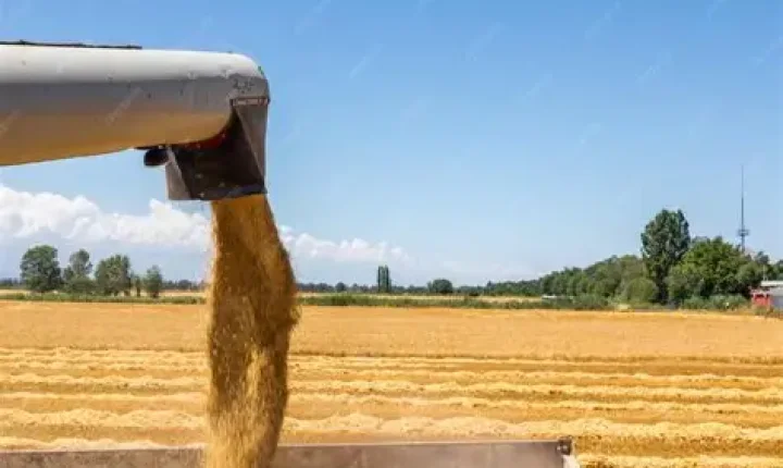 Exportações de soja saltam 80% e milho avança 18% em janeiro